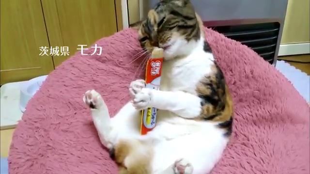チャオちゅーるとかいう悪魔の食べ物 ほのぼのしない動物速報 F F チャオちゅーるとかいう悪魔の食べ物 ほのぼのしない動物速報 F F