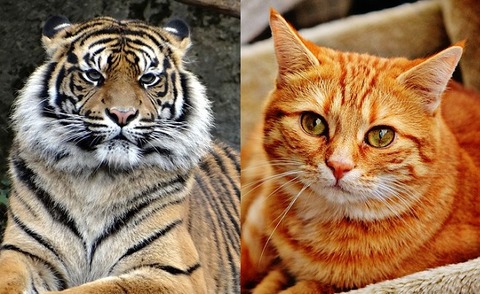 馬鹿 ライオン トラ チーターは所詮デカイだけの猫 これ言う奴 W W W W W W ほのぼのしない動物速報 F F