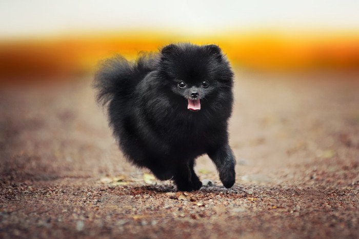 チワワとかポメラニアンって野生でも生きていけるんか ほのぼのしない動物速報 F F チワワとかポメラニアンって野生でも生きていけるんか ほのぼのしない動物速報 F F