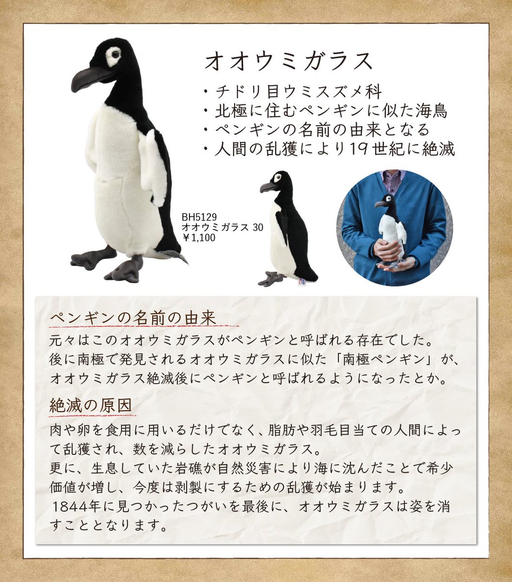 新種か 世界最古級 ペンギンモドキ 1800万年前に絶滅 の化石見つかる ほのぼのしない動物速報 F F 新種か 世界最古級 ペンギンモドキ 1800万年前に絶滅 の化石見つかる ほのぼのしない動物速報 F F