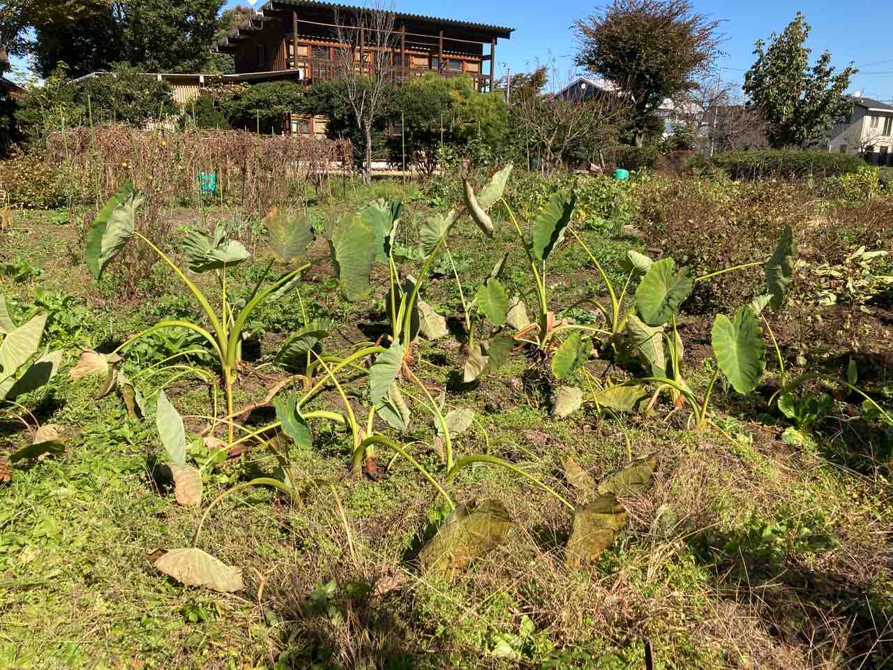 サツマイモ 里芋 八頭 収穫 土壁と土の土間と地元西多摩産の木の家 半農半xの道具としての家 サツマイモ 里芋 八頭 収穫 土壁と土の土間と地元西多摩産の木の家 半農半xの道具としての家