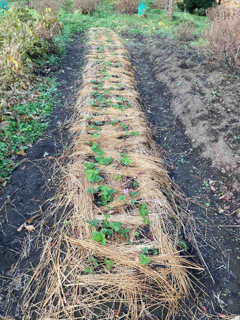 イチゴの植替え 茶の木 その他植木の剪定 土壁と土の土間と地元西多摩産の木の家 半農半ｘの道具としての家