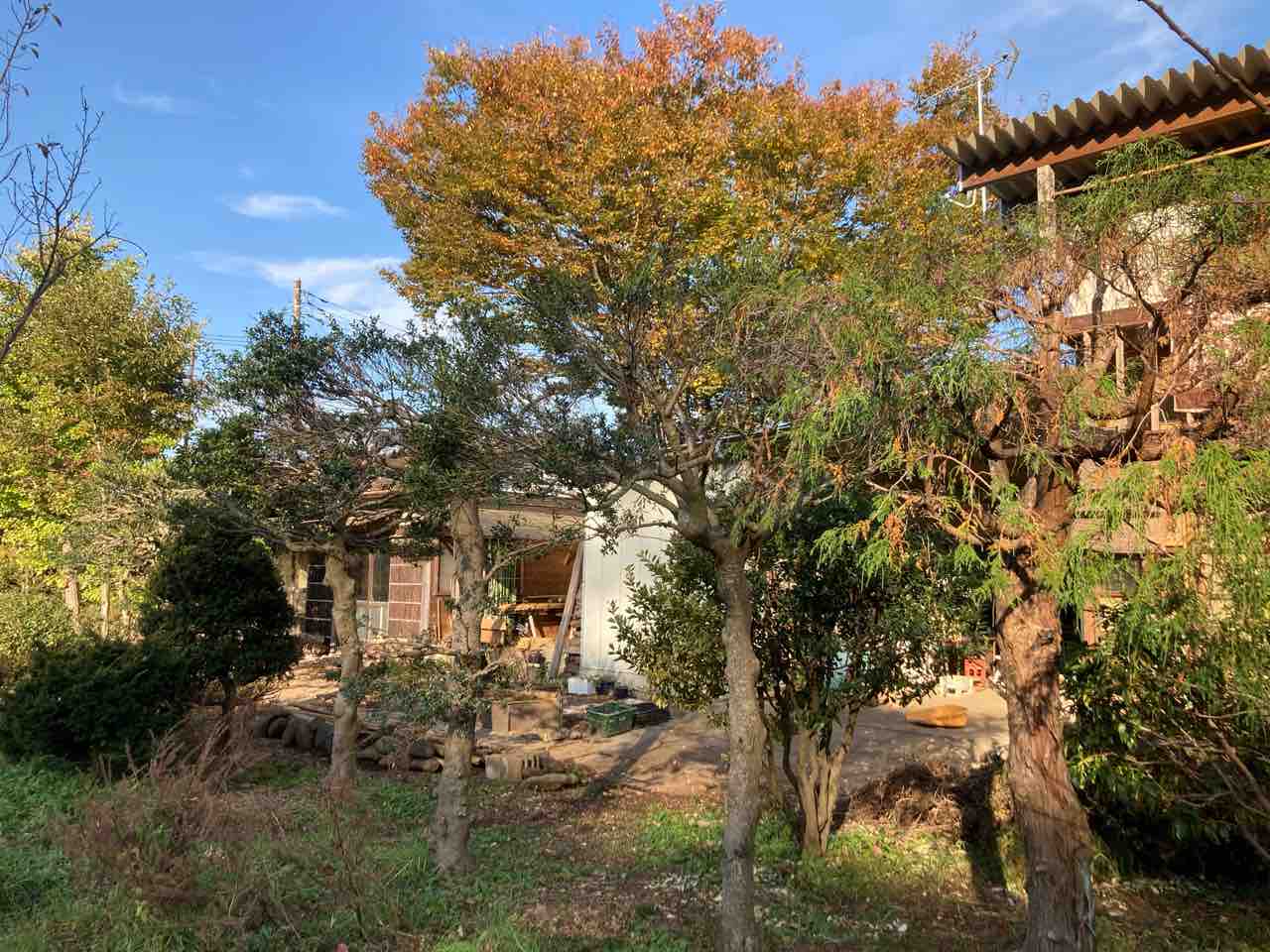 イチゴの植替え 茶の木 その他植木の剪定 土壁と土の土間と地元西多摩産の木の家 半農半ｘの道具としての家
