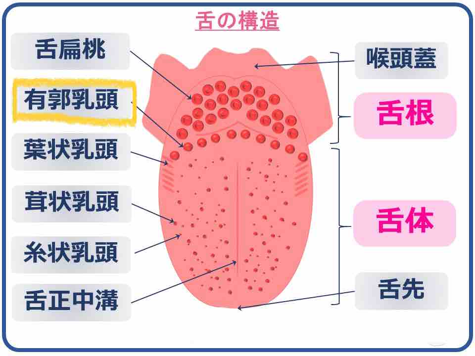 舌のブツブツ いわたに歯科小児歯科通信 舌のブツブツ いわたに歯科小児歯科通信