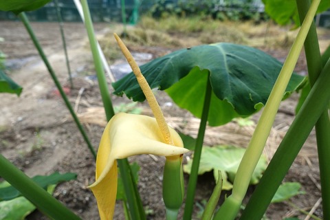 めずらしい里芋の花 岩国の星空と自然のギャラリー