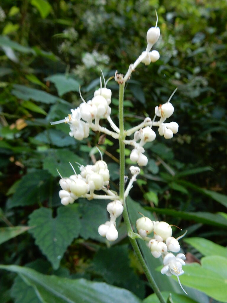 ヤブミョウガ 今がいちばん 吐夢爺のひとりごと