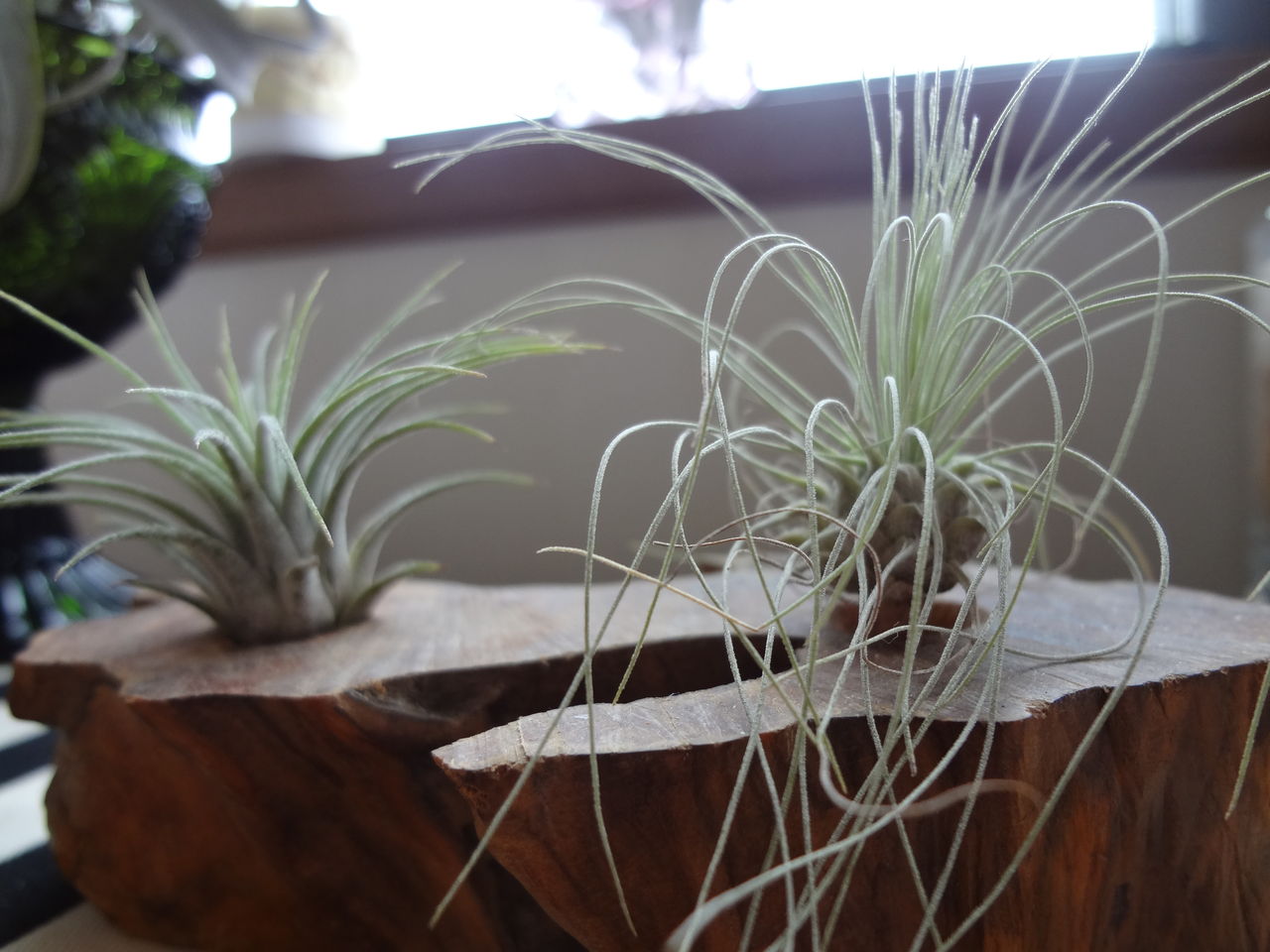 エアープランツな癒し フックシー あゆみんの癒しなこと