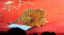 サーカスの最中にトラとライオンが交尾をして叱られるw 動物の動画