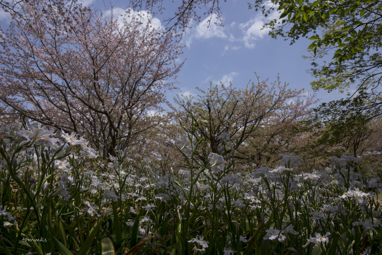 ゆれる桜の花びらに春の終わりを感じて 伊予の田舎風景 ゆれる桜の花びらに春の終わりを感じて 伊予の田舎風景