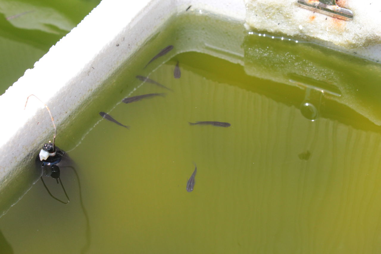 改良メダカの産卵続く 志田園芸のブログ 改良メダカの産卵続く 志田園芸のブログ