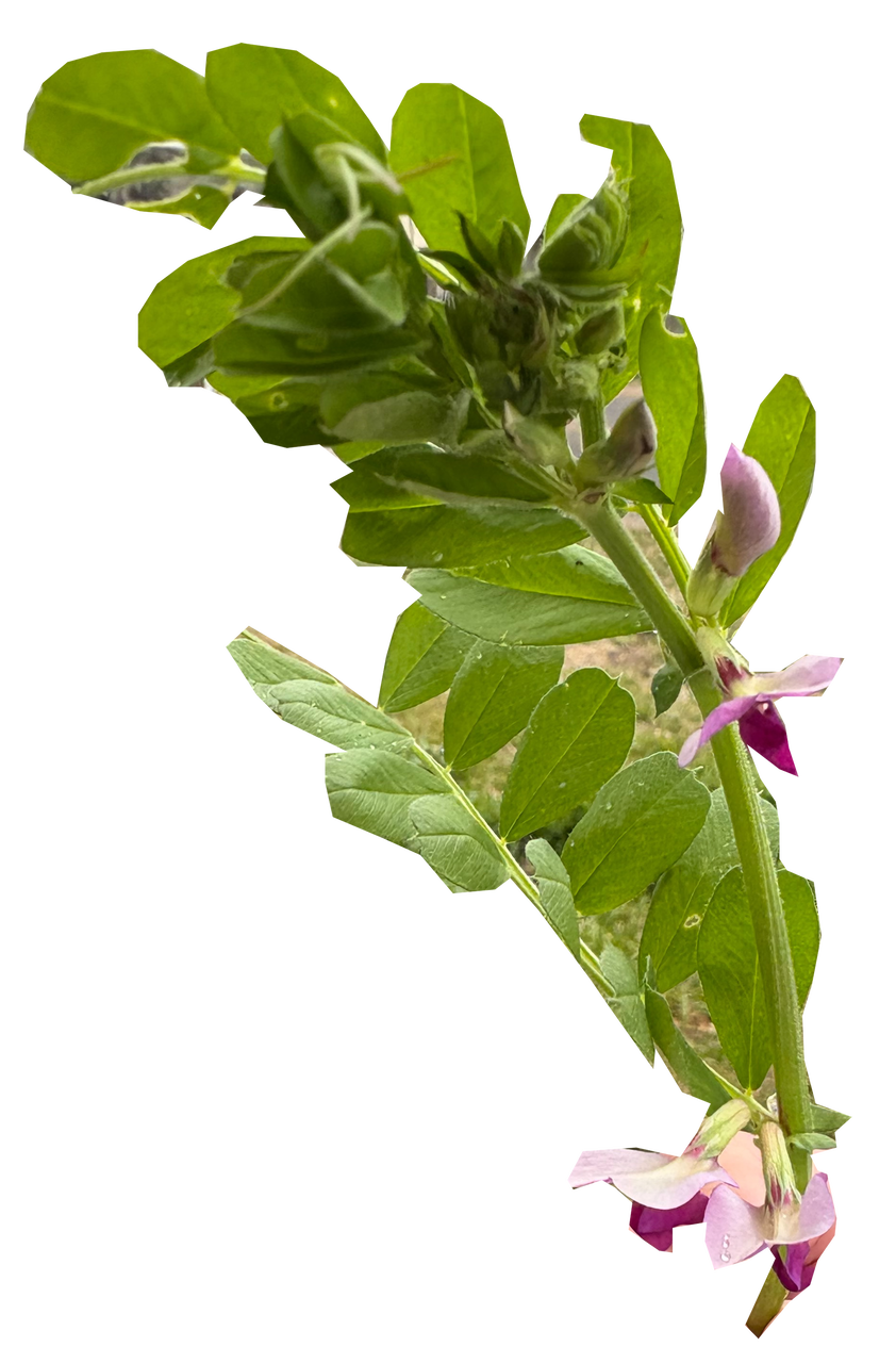 2_���饹�Υ���ɥ�