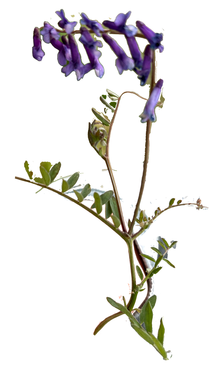 5_�ʥ襯���ե�