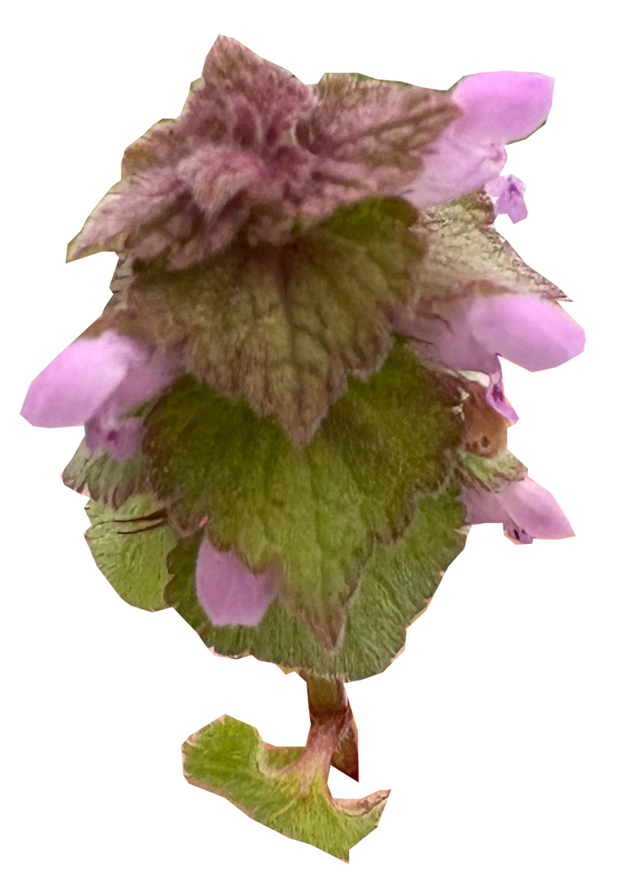 6_�ҥᥪ�ɥꥳ����