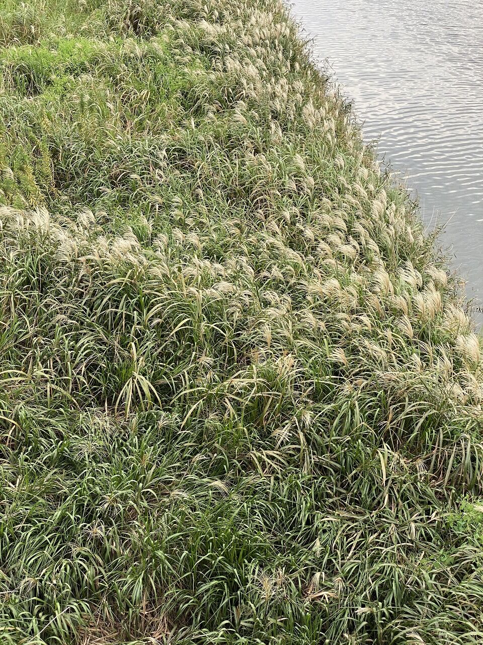 9月16日 水 アラモミ先生の草花講座no 10 夏 秋 あいず日誌