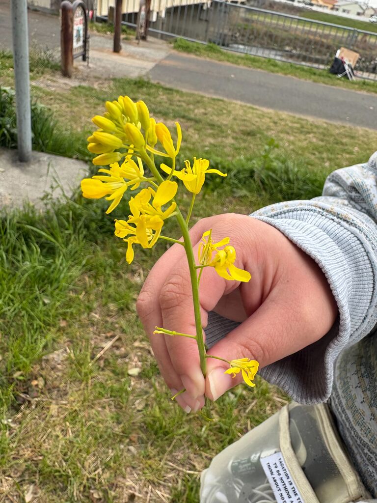 3_�����襦���饷��_2