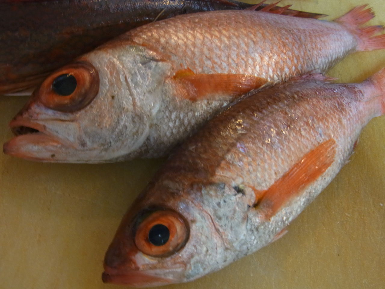 混み魚で きみよとのどくろ が 秋田市 居酒屋 西丸からのお知らせ 混み魚で きみよとのどくろ が 秋田市 居酒屋 西丸からのお知らせ