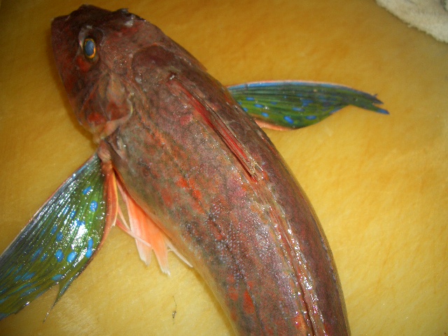 日本海 近海魚 頑張っています 秋田市 居酒屋 西丸からのお知らせ