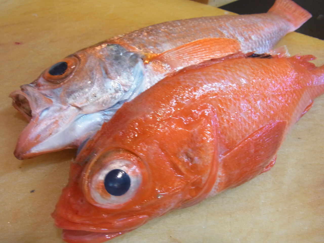 赤色の魚 きんぎょ 秋田市 居酒屋 西丸からのお知らせ 赤色の魚 きんぎょ 秋田市 居酒屋 西丸からのお知らせ