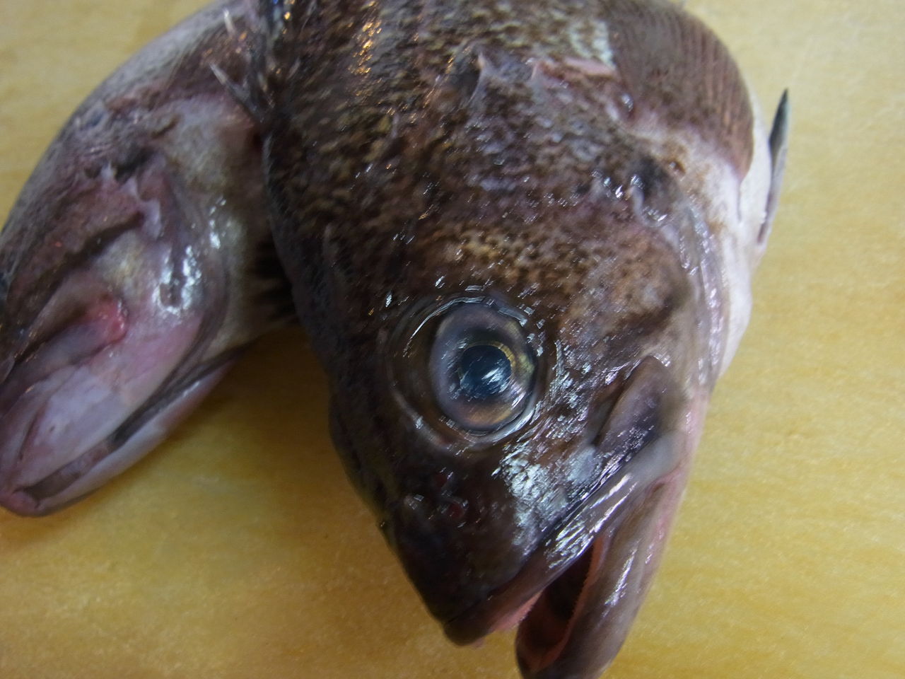 混み魚で きみよとのどくろ が 秋田市 居酒屋 西丸からのお知らせ 混み魚で きみよとのどくろ が 秋田市 居酒屋 西丸からのお知らせ