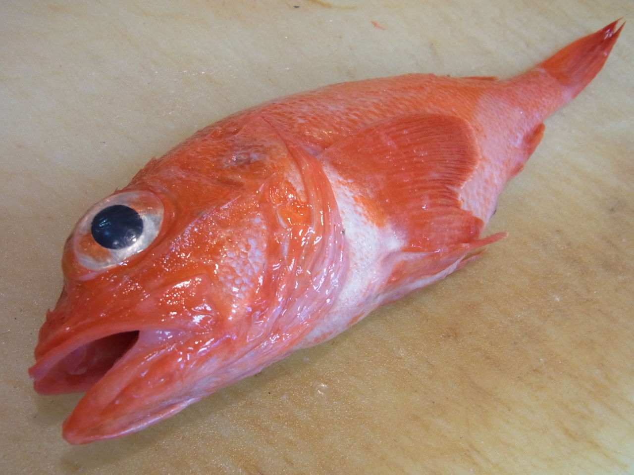 赤色の魚 きんぎょ 秋田市 居酒屋 西丸からのお知らせ 赤色の魚 きんぎょ 秋田市 居酒屋 西丸からのお知らせ
