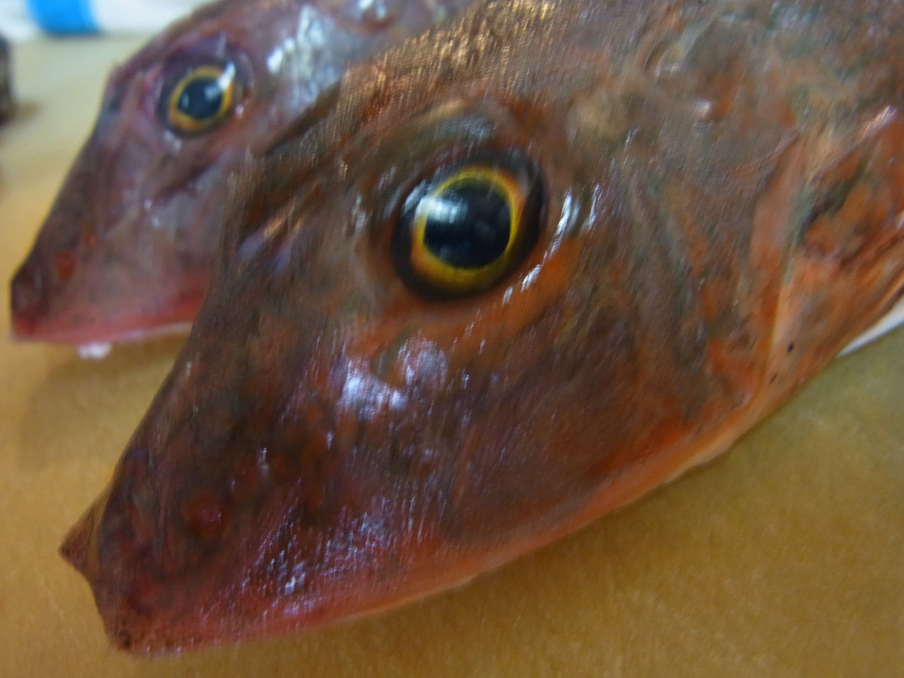 混み魚で きみよとのどくろ が 秋田市 居酒屋 西丸からのお知らせ 混み魚で きみよとのどくろ が 秋田市 居酒屋 西丸からのお知らせ
