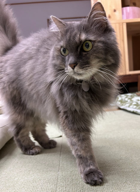 miwa