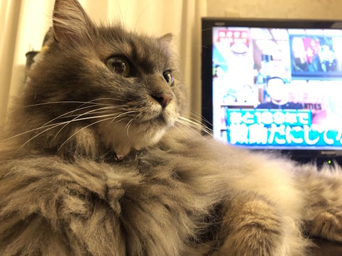 miwa