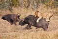 killing-simbas-lion-trade-02-Jul-12[1]
