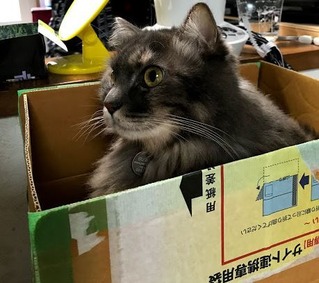 miwa