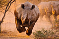 Charging-rhino[1]