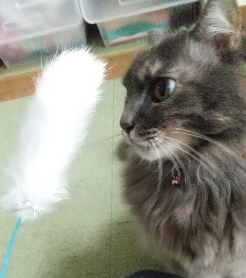 miwa