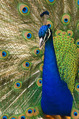 Oregon_zoo_peacock_male[1]