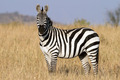 zebra[1]