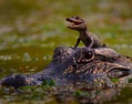 a2014-5-3alligator-baby[1]