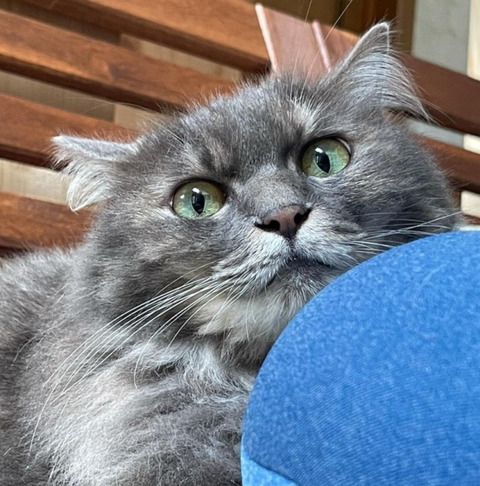 miwa