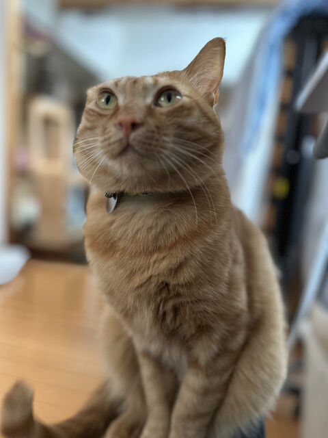 kin