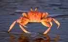 crab1