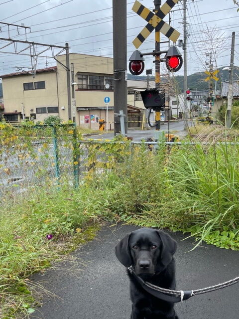 kurorabu
