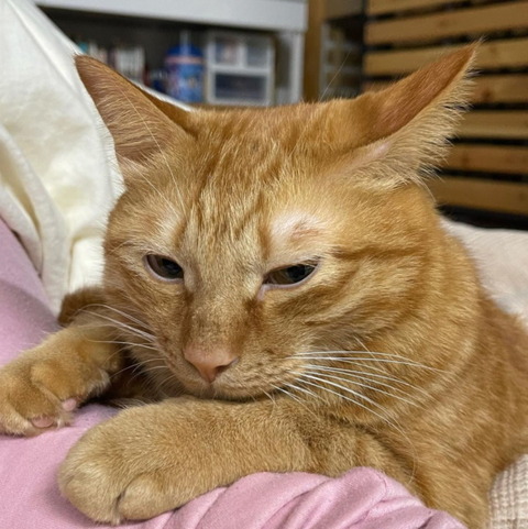 kin