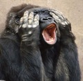 MadsGorilla