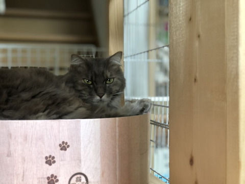 miwa