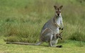 wallpaper-kangaroo-photo-07[1]