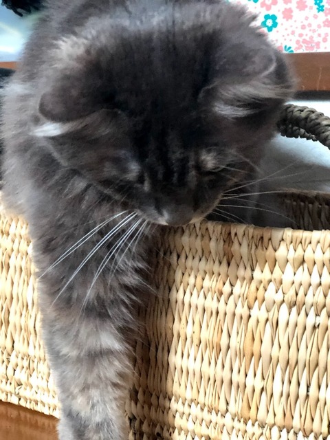 miwa