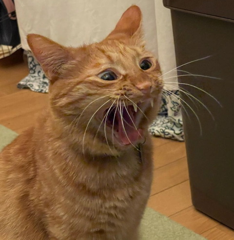 kin