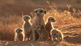 081027_meerkats_sub2[1]