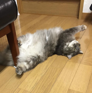 miwa