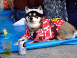 matsuri