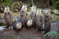 london-zoo-otter2[1]