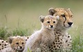 wallpaper-animals-family-photo-01[1]