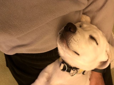 fluto